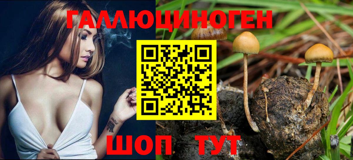 Псилоцибиновые грибы Psilocybine cubensis  Вход с VPN  Каменск-Уральский 